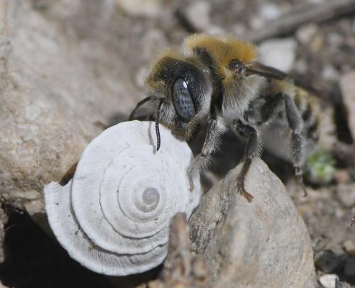 Réf. 258 870 : Hoplitis sp.